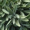'Silver Scent' Salvia