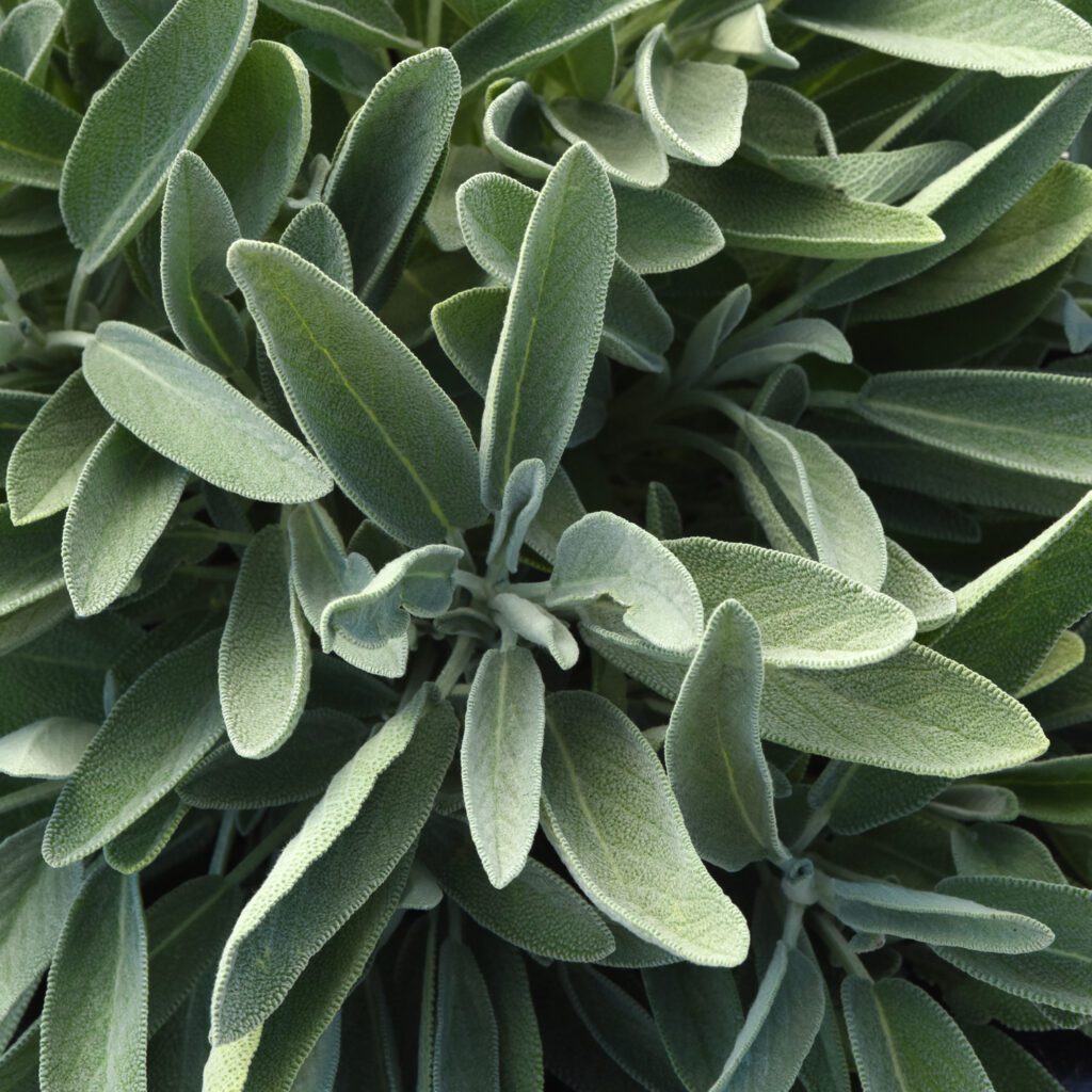 'Silver Scent' Salvia