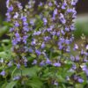 'Silver Scent' Salvia