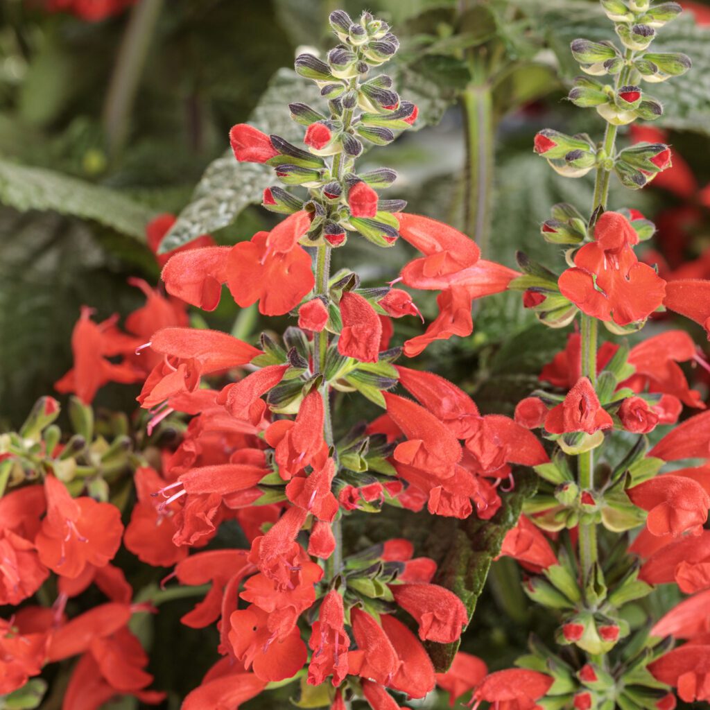 Unplugged® Red Salvia