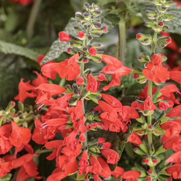 Unplugged® Red Salvia