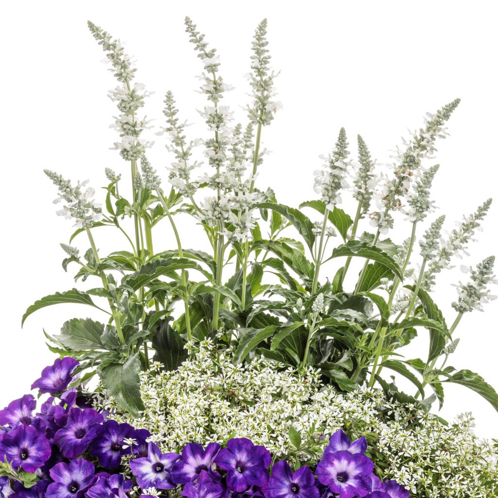 Unplugged® White Salvia