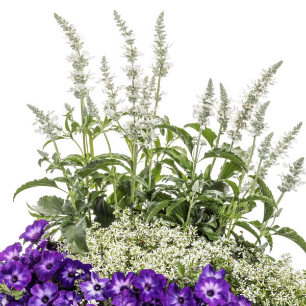 Unplugged® White Salvia