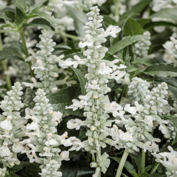 Unplugged White Salvia