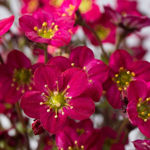 MARTO™ 'Hot Rose' Saxifraga