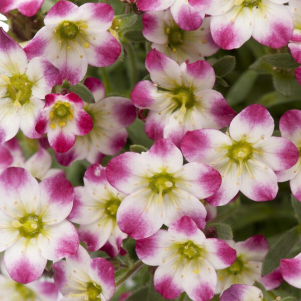 MARTO™ 'Red Picotee' Saxifraga