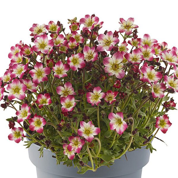 MARTO™ 'Red Picotee' Saxifraga - Image 2