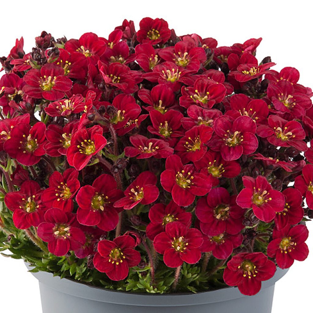 MARTO™ 'Red' Saxifraga