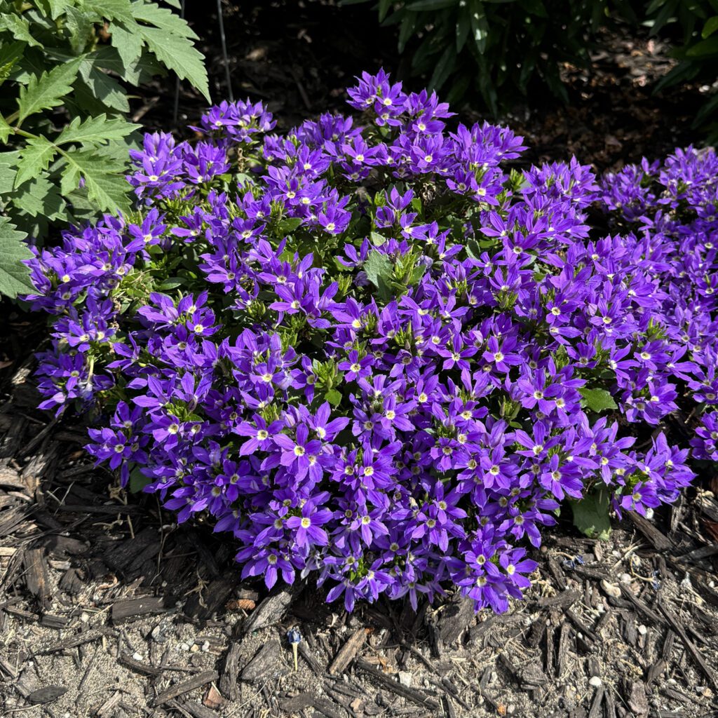 Stardiva® Blue Scaevola