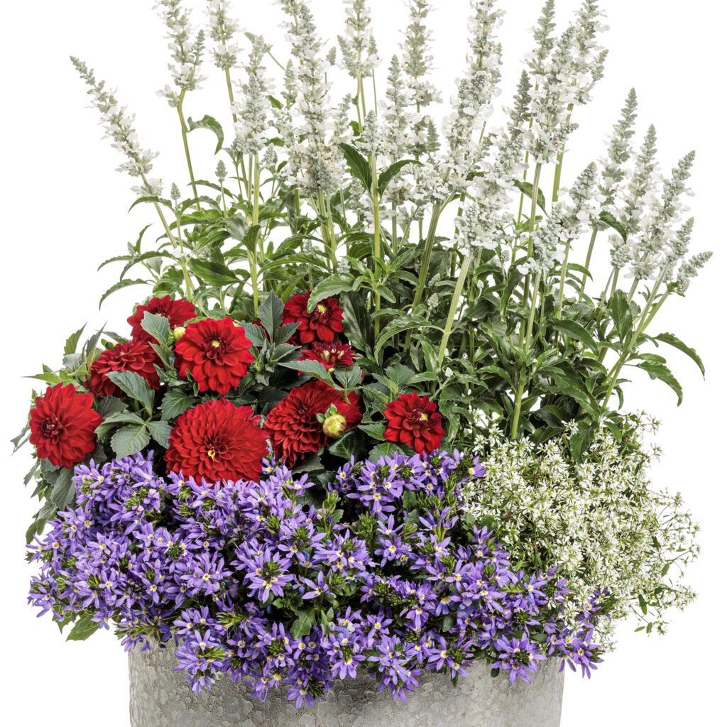 にゃんこスター 　SWEDESE Flower Table にゃんこスター SWEDESE Flower Table Introducing the special