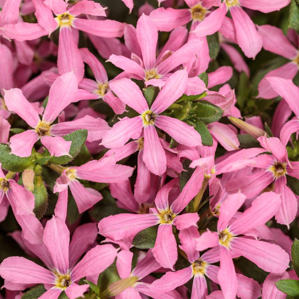 Stardiva® Pink Scaevola