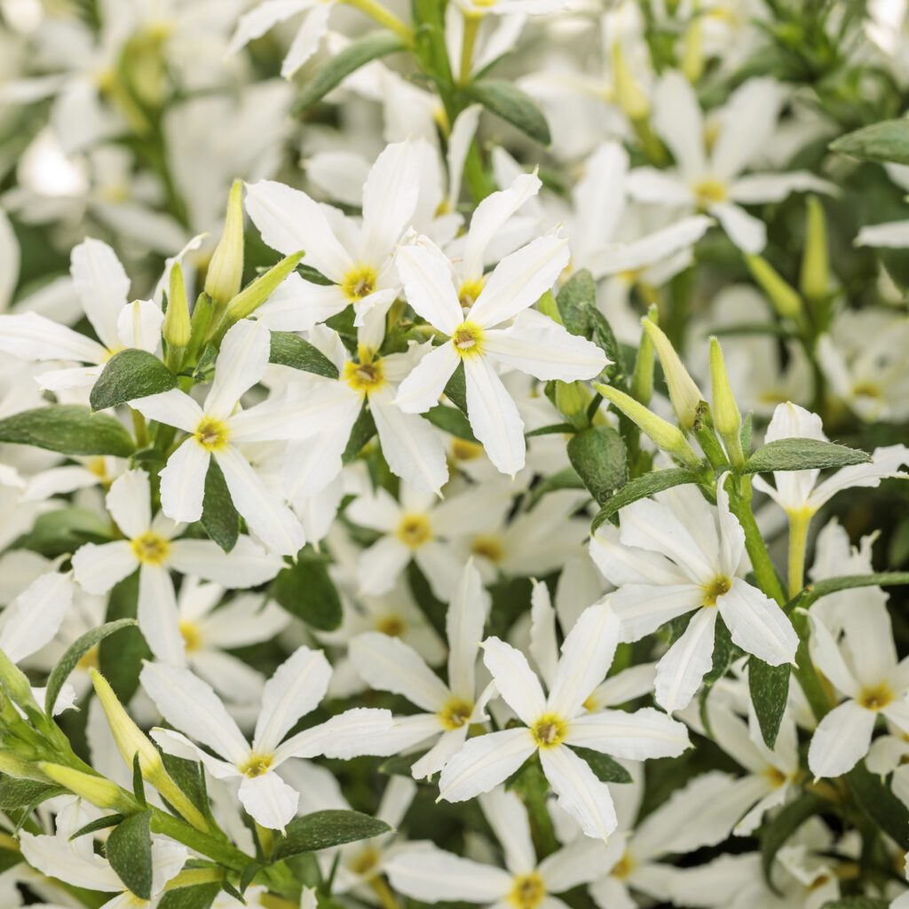 Stardiva® White Scaevola