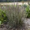 PRAIRIE WINDS® 'Brush Strokes' Schizachyrium