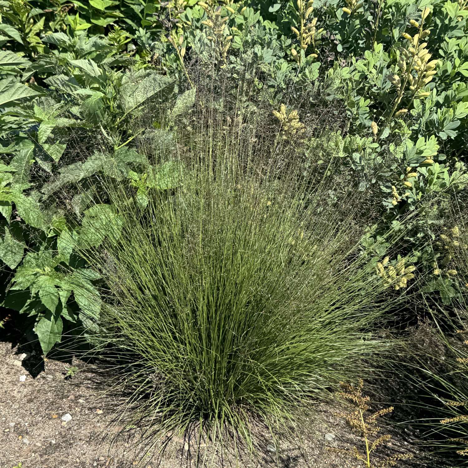 Sporobolus 'Gone with the Wind' - Image 3