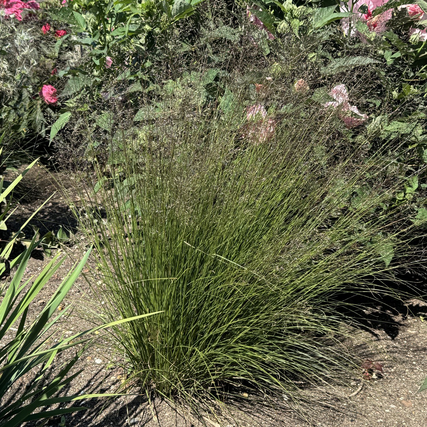 Sporobolus 'Gone with the Wind' - Image 4