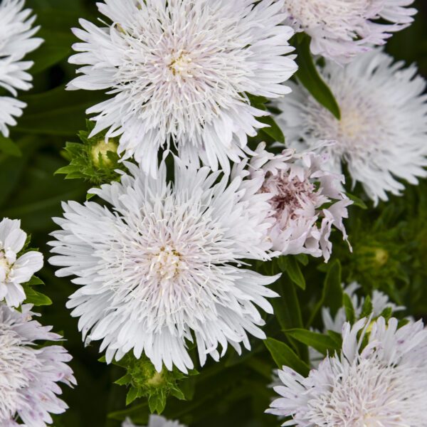 TOTALLY STOKED™ ‘Whitecaps’ Stokesia