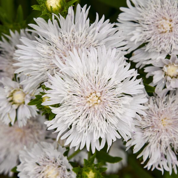 TOTALLY STOKED™ ‘Whitecaps’ Stokesia