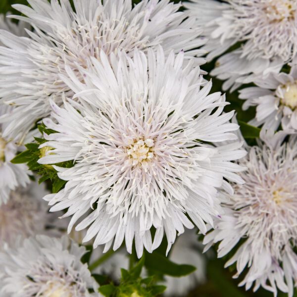 TOTALLY STOKED™ ‘Whitecaps’ Stokesia