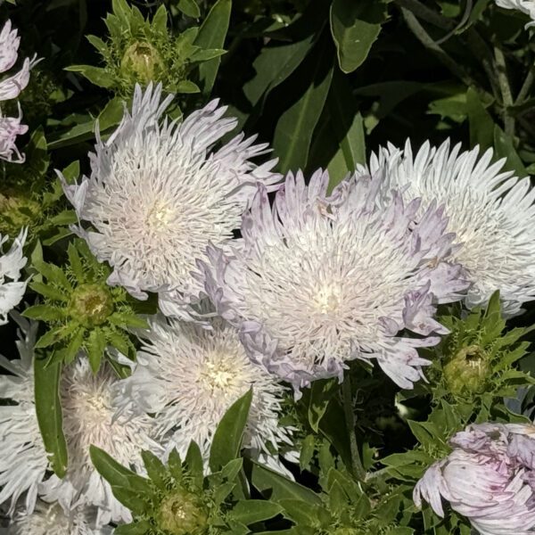 TOTALLY STOKED™ ‘Whitecaps’ Stokesia