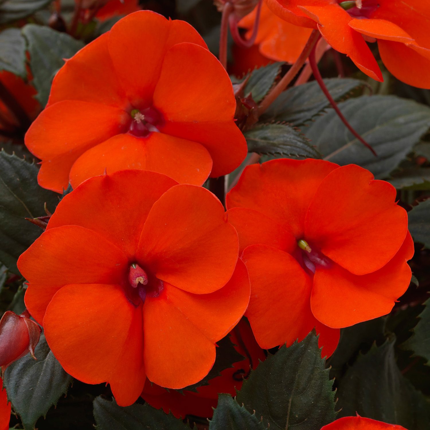 SUNPATIENS® Compact Hot Coral Impatiens