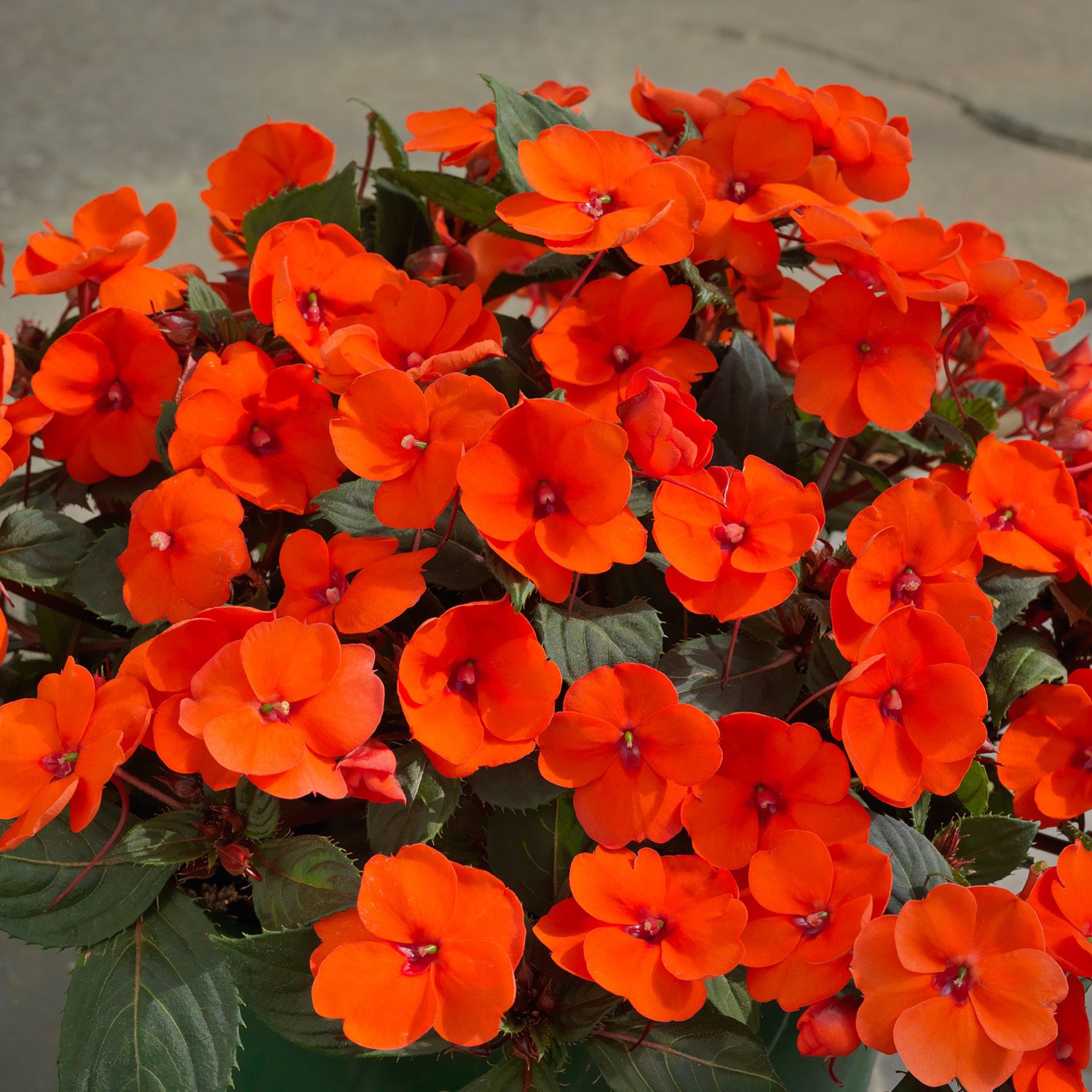 SUNPATIENS® Compact Hot Coral Impatiens
