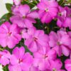 SUNPATIENS® Compact Lavender Impatiens