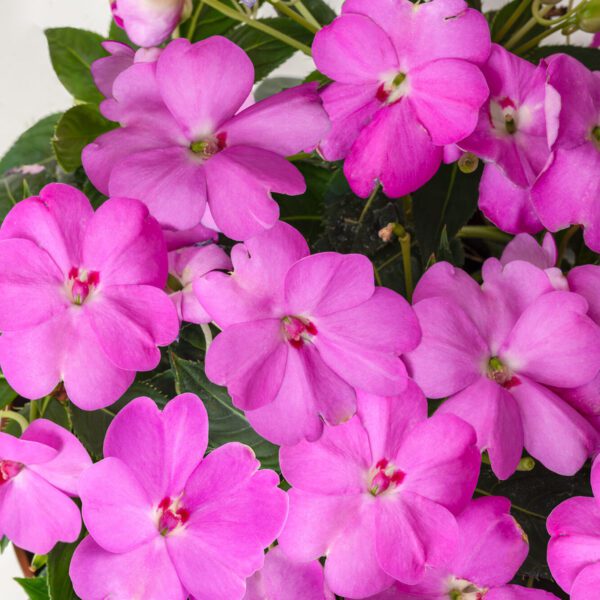 SUNPATIENS® Compact Lavender Impatiens