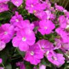 SUNPATIENS® Compact Lavender Impatiens