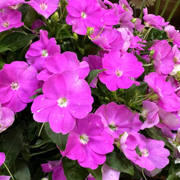 SUNPATIENS® Compact Lavender Impatiens - Image 2