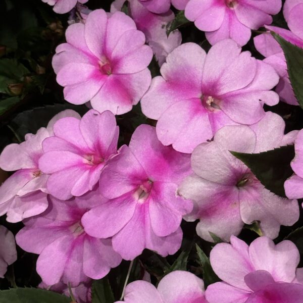 SUNPATIENS® Compact Lavender Splash Impatiens - Image 2