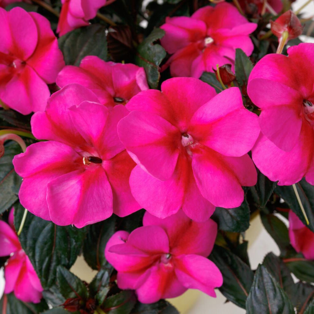 SUNPATIENS® Compact Purple Candy Impatiens