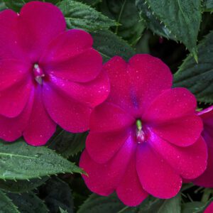 SUNPATIENS® Compact Rose Glow Impatiens