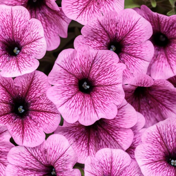 SUPERTUNIA® Mini Vista® Plum Veined