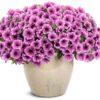 SUPERTUNIA® Mini Vista® Plum Veined