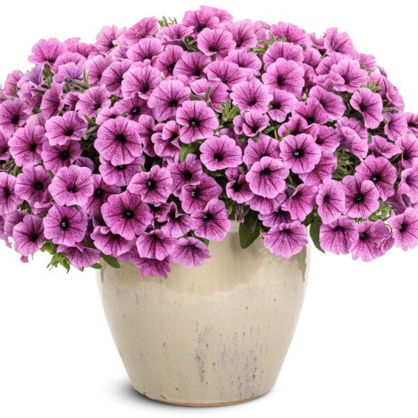 SUPERTUNIA® Mini Vista® Plum Veined