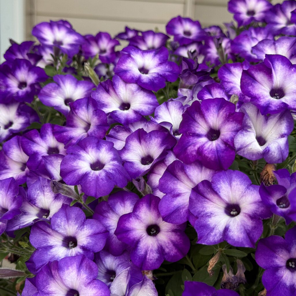SUPERTUNIA® Tiara® Blue Petunia