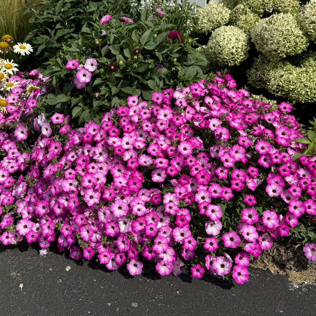 SUPERTUNIA® Tiara Pink petunia