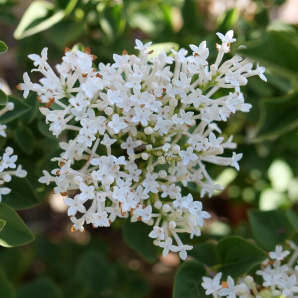Bloomerang Showmound™ Syringa