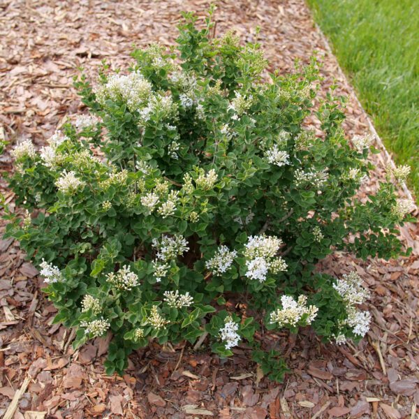 Bloomerang Showmound™ Syringa - Image 2