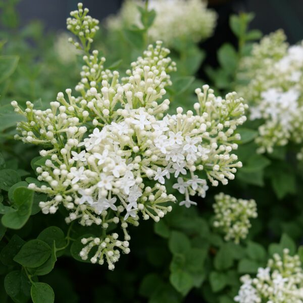 Bloomerang Showmound™ Syringa - Image 3