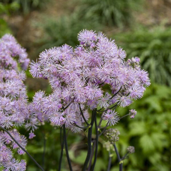 Thalictrum 'Cotton Candy'