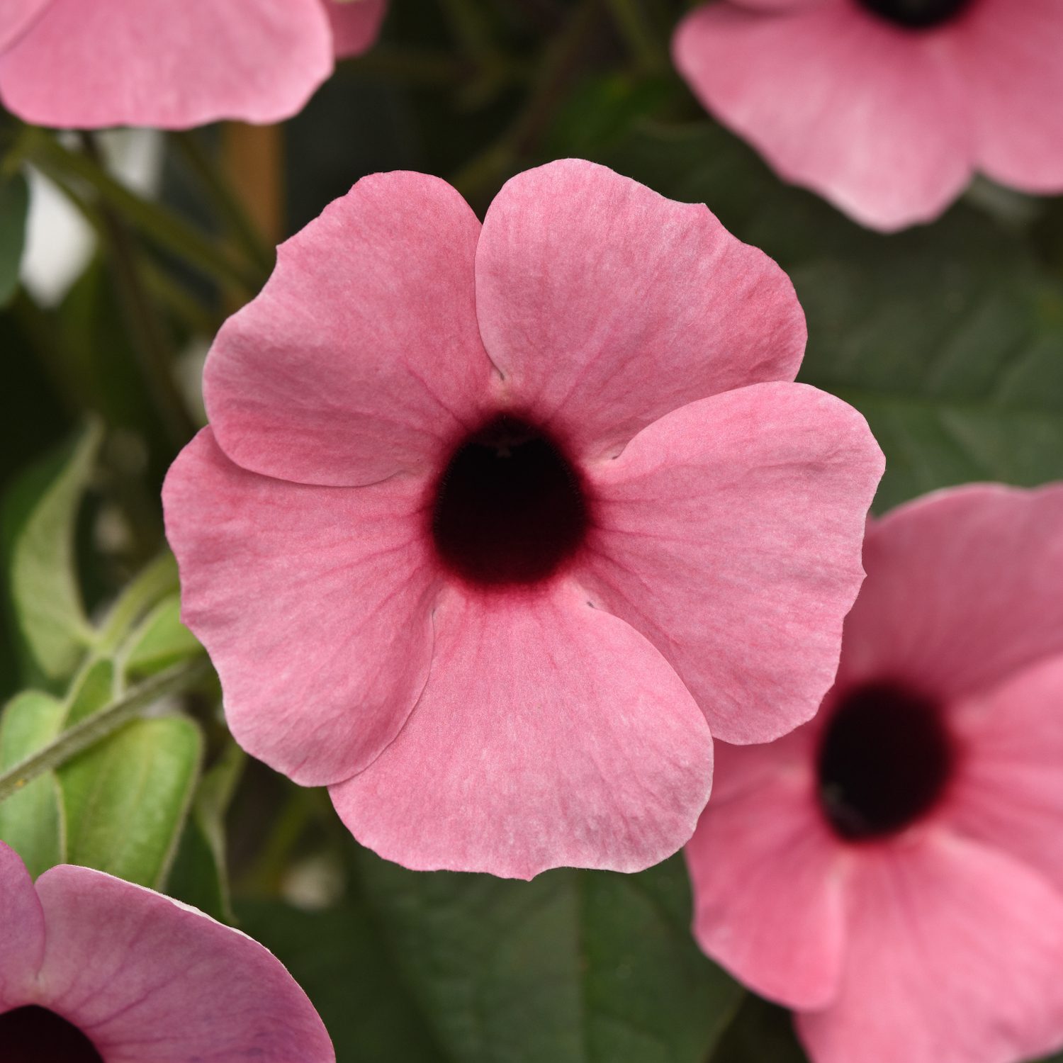 Sunny™ Rose Sensation Thunbergia