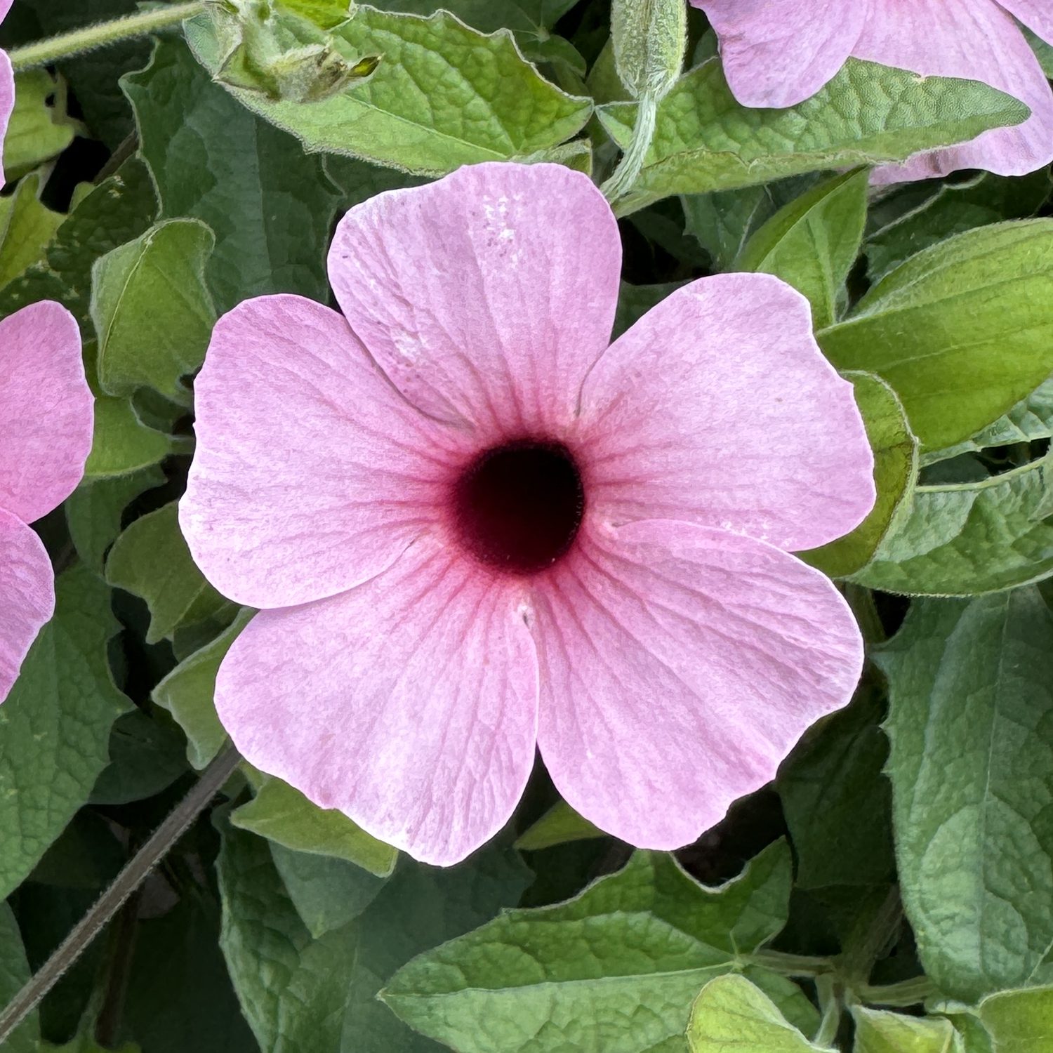 Sunny™ Rose Sensation Thunbergia