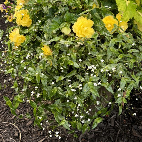 Bridal Veil White Tradescantia