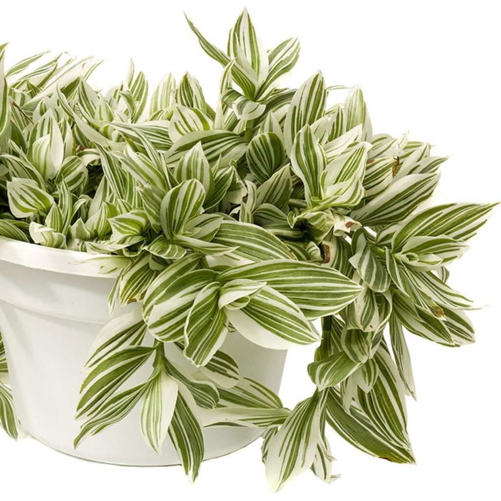 Pistachio™ White Tradescantia