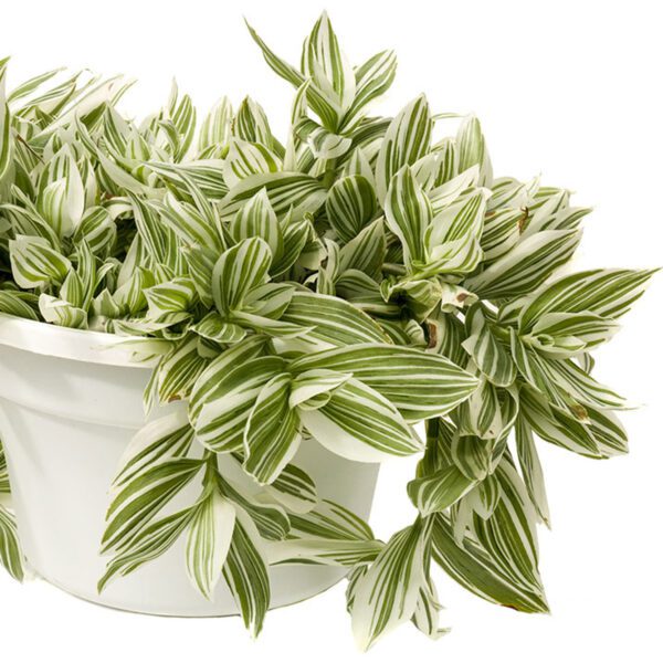 Pistachio™ White Tradescantia