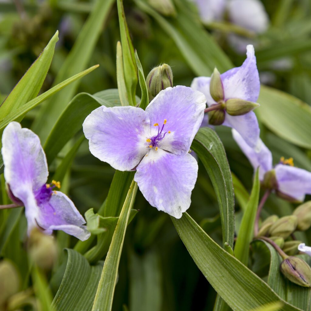 Tradescantia 'Webmaster'