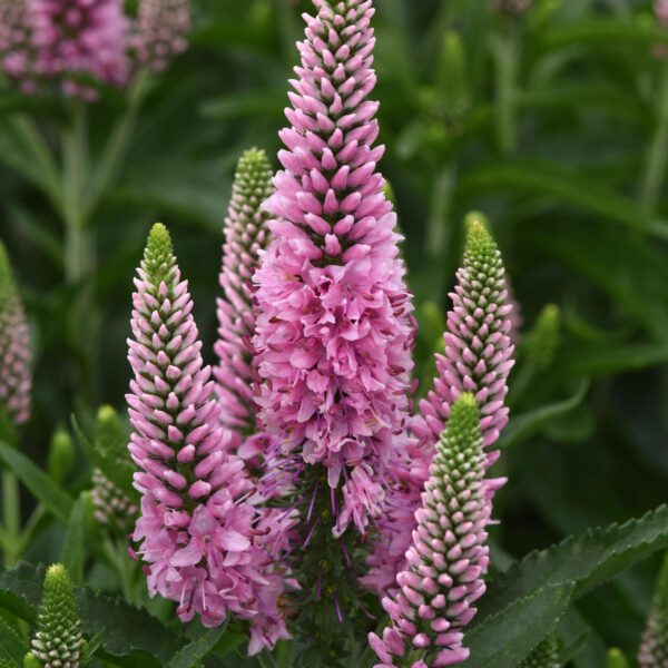 Skyward™ 'Pink' Veronica