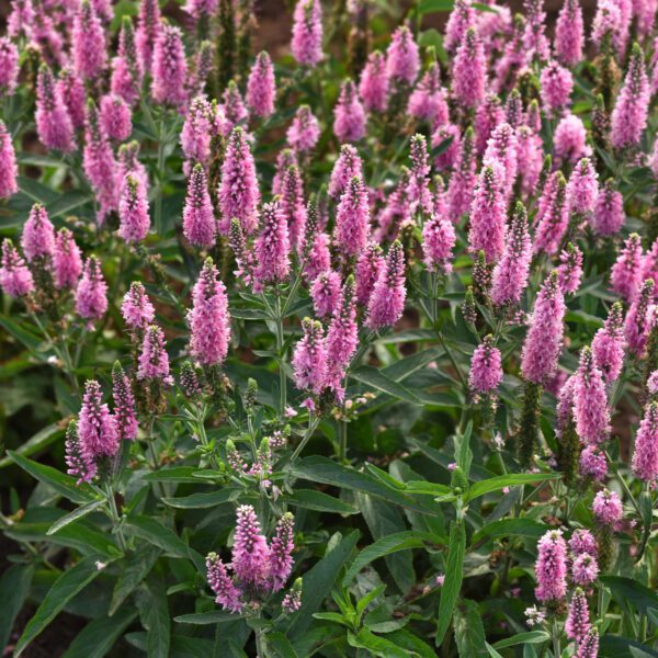 Skyward™ 'Pink' Veronica