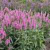 Skyward™ 'Pink' Veronica
